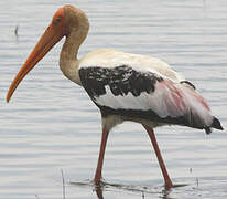 Painted Stork