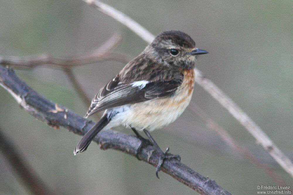 African Stonechat