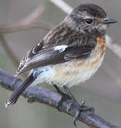 African Stonechat