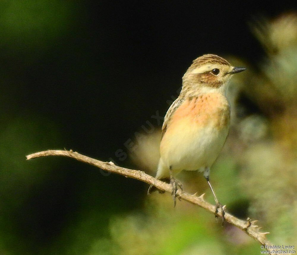 Tarier des présadulte, identification, portrait