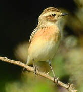 Whinchat