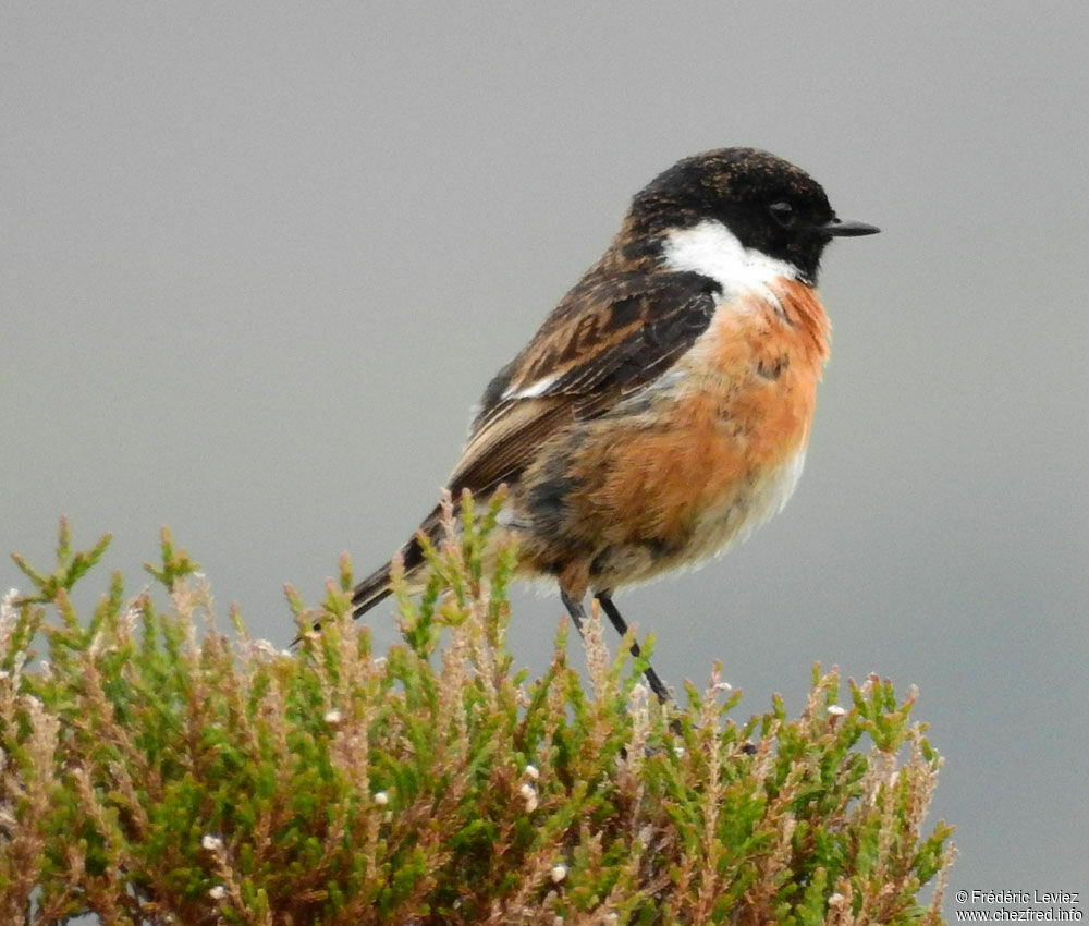 European Stonechat male adult breeding, identification, close-up portrait