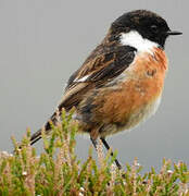 European Stonechat