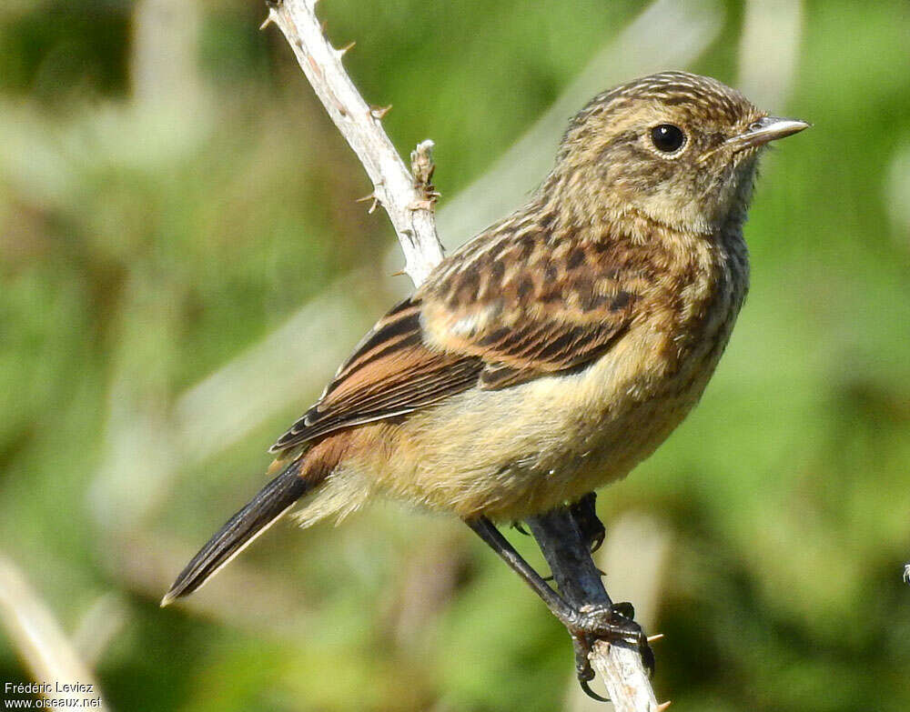 Tarier pâtrejuvénile, identification