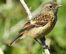 European Stonechat