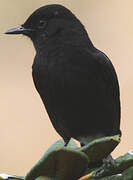 Pied Bush Chat