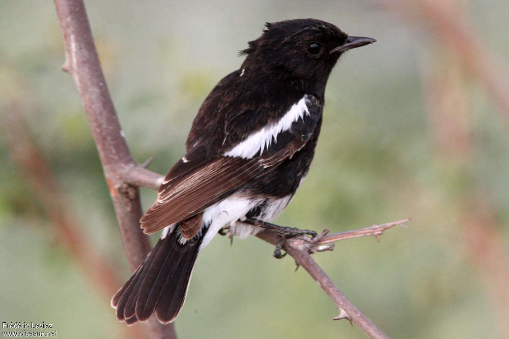 Pied Bush Chat male subadult, identification