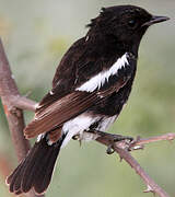 Pied Bush Chat