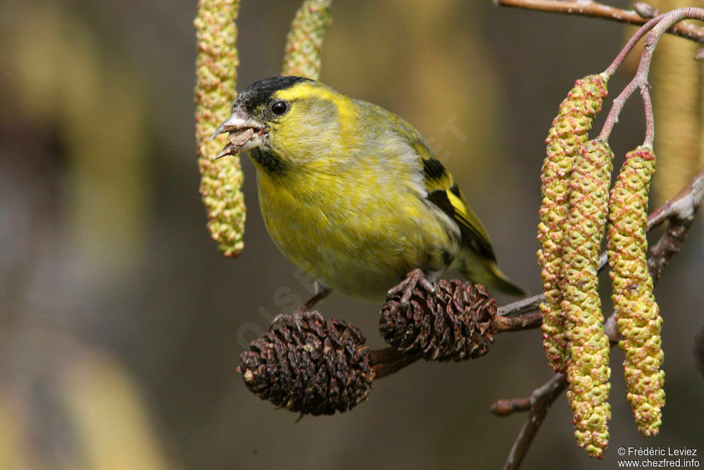 Eurasian Siskin male adult, identification, feeding habits