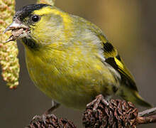 Eurasian Siskin