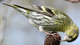 Eurasian Siskin