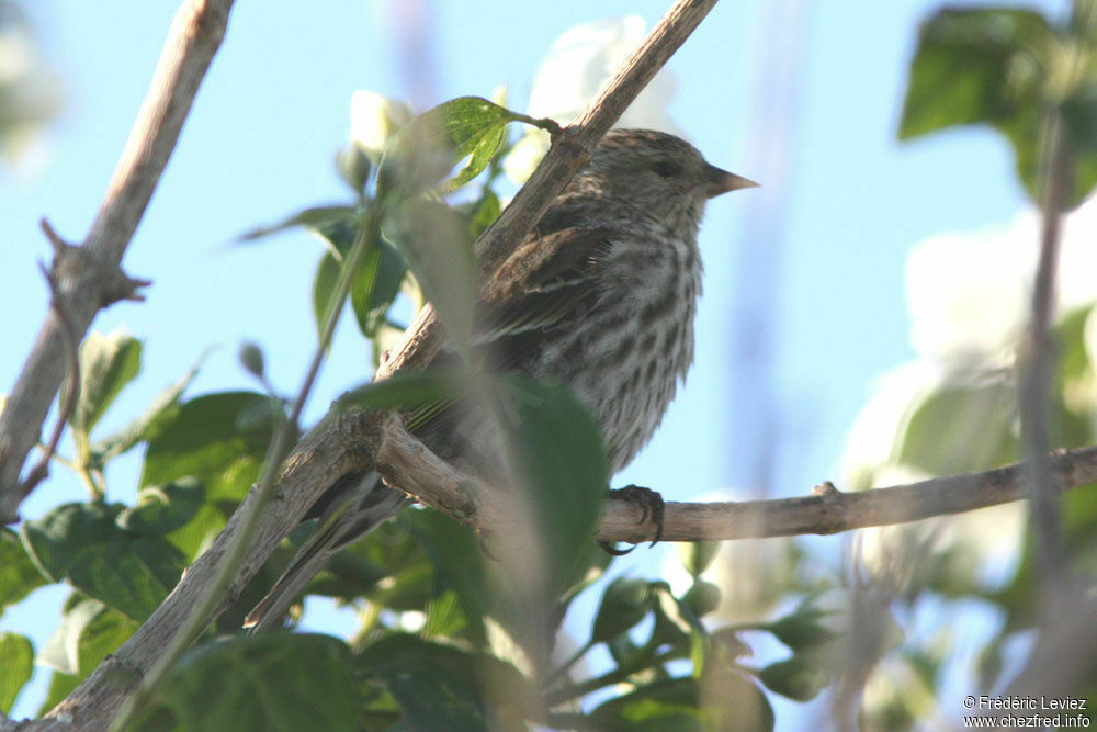 Pine Siskin