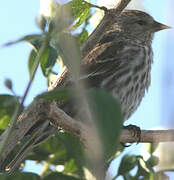 Pine Siskin