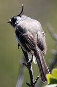 Tufted Tit-Tyrant