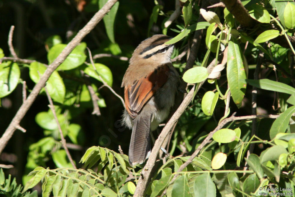 Brown-crowned Tchagraadult, identification