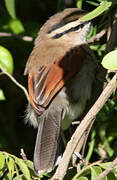 Brown-crowned Tchagra