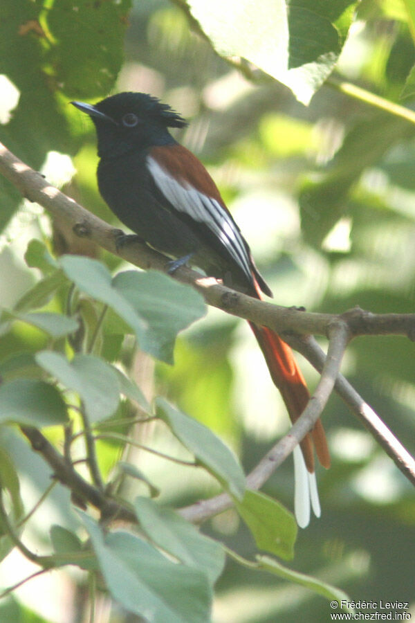 African Paradise Flycatcher female adult