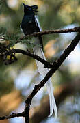 African Paradise Flycatcher