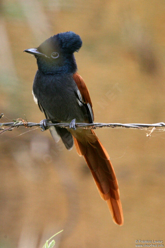 African Paradise Flycatcher male adult