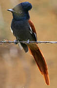 African Paradise Flycatcher