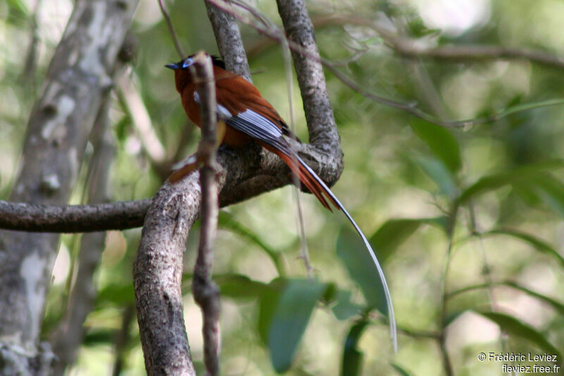 Malagasy Paradise Flycatcher