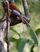 Malagasy Paradise Flycatcher