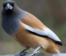 Rufous Treepie