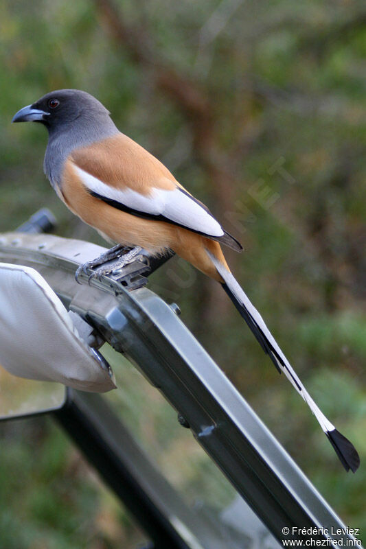 Rufous Treepieadult