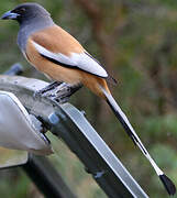 Rufous Treepie