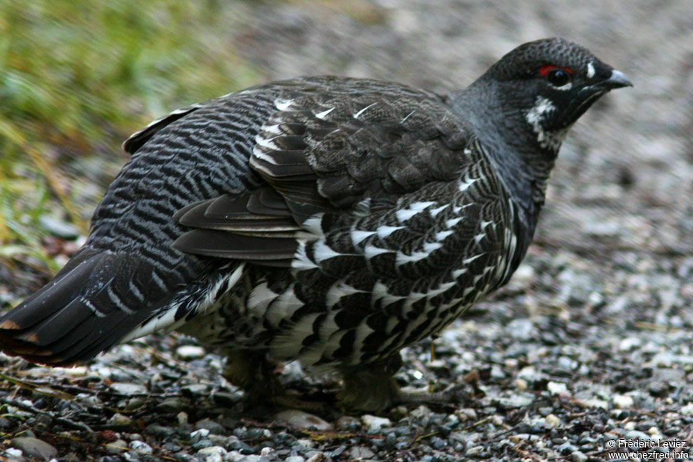 Tétras du Canada mâle adulte, identification