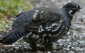 Spruce Grouse