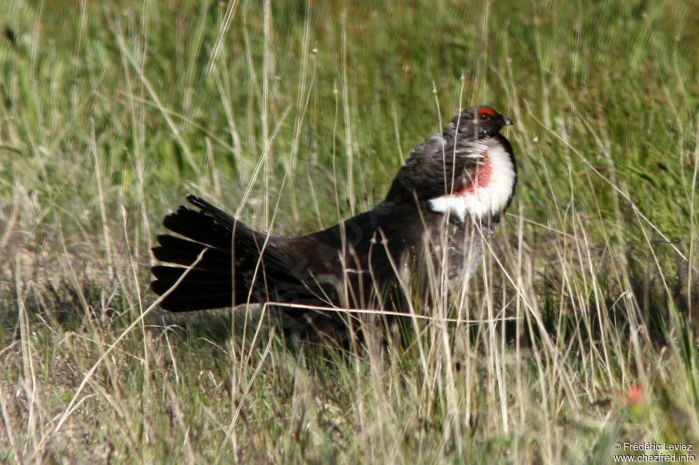 Dusky Grouse male adult post breeding, identification, Behaviour