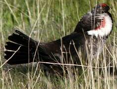 Dusky Grouse