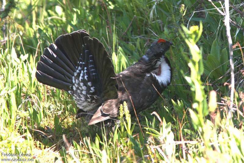 Dusky Grouse male adult breeding, courting display, Behaviour