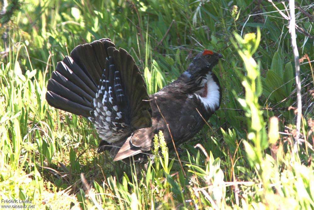 Dusky Grouse male adult breeding, courting display, Behaviour