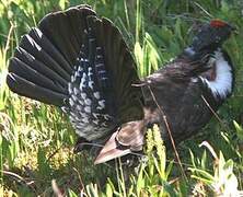 Dusky Grouse