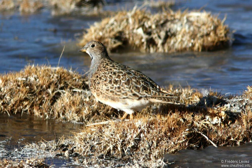 Grey-breasted Seedsnipeadult, identification