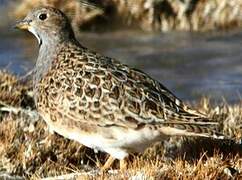 Grey-breasted Seedsnipe