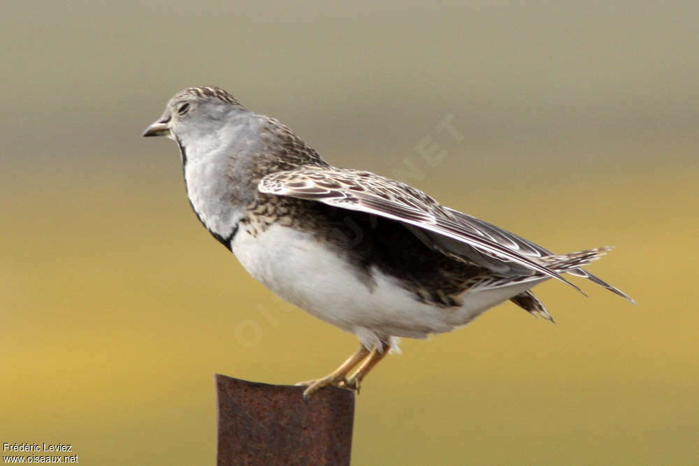 Least Seedsnipe male adult, pigmentation, Behaviour