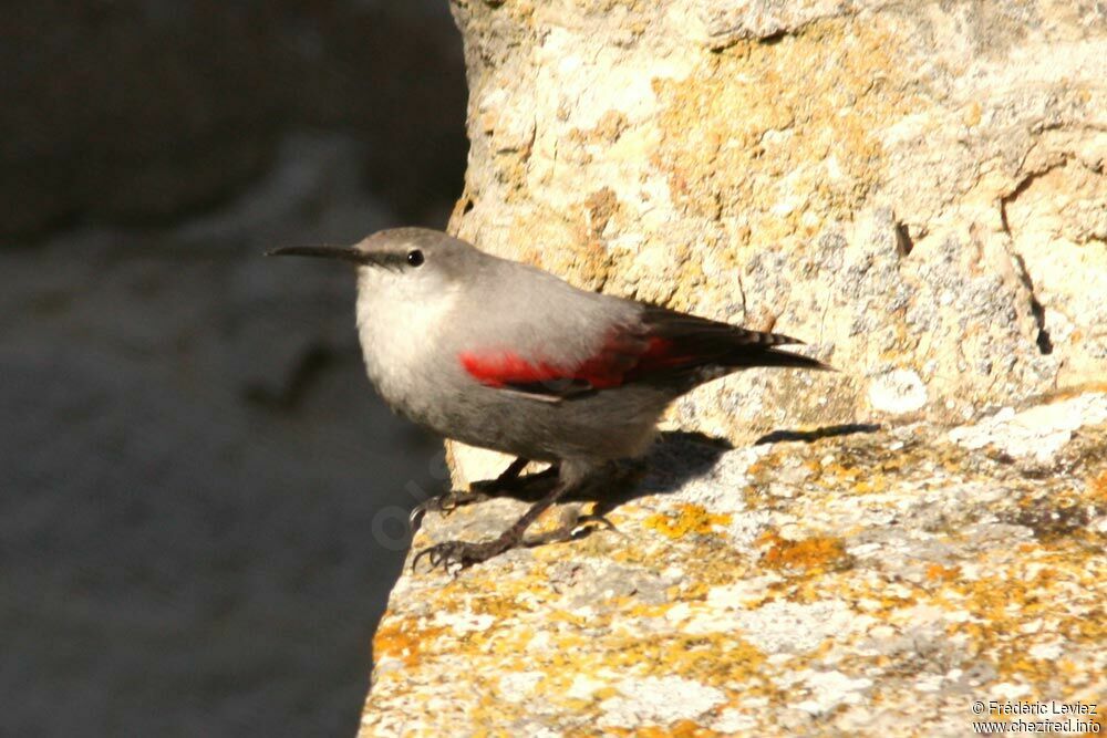 Tichodrome écheletteadulte, identification