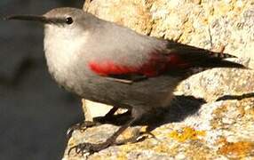 Wallcreeper