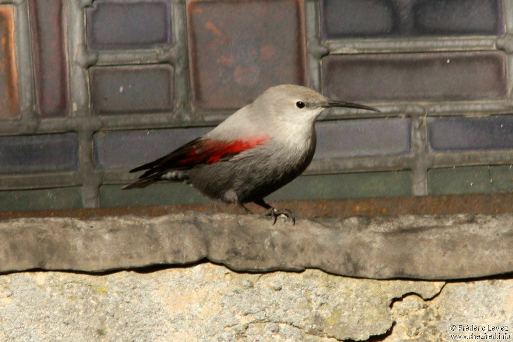 Tichodrome écheletteadulte, identification