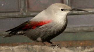 Wallcreeper