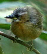 Grey-throated Babbler