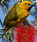 Spectacled Weaver