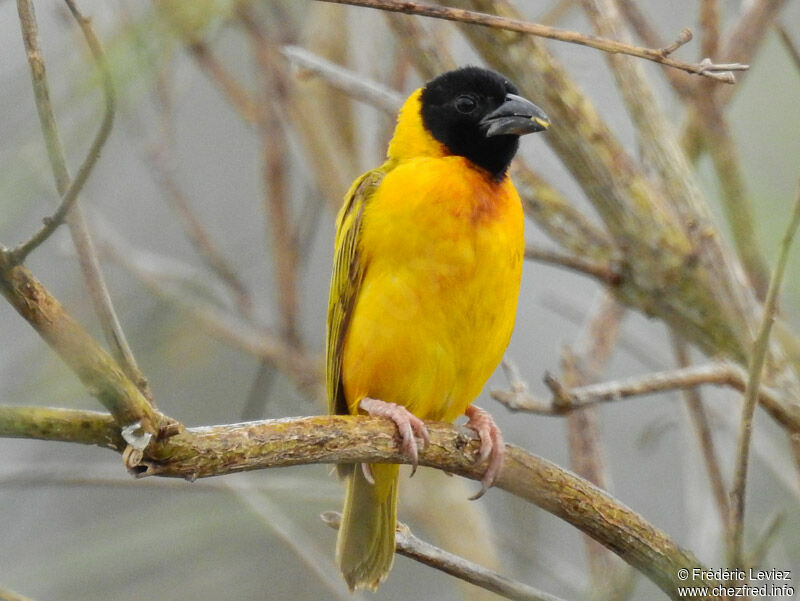 Black-headed Weaver male adult breeding, identification