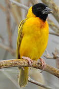 Black-headed Weaver