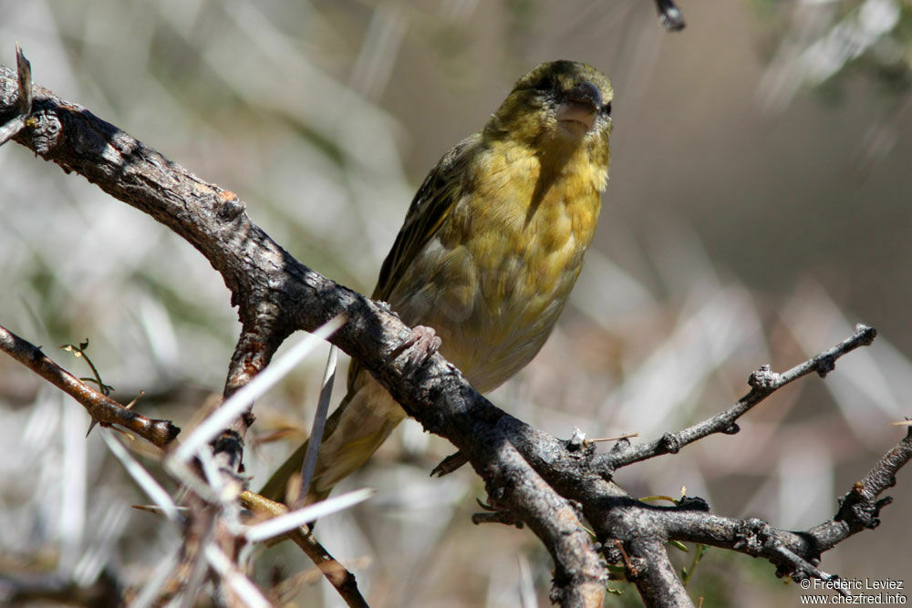 Southern Masked Weaver female adult, identification