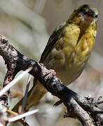 Southern Masked Weaver