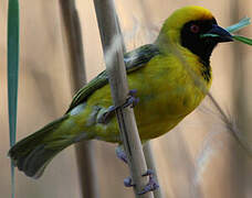 Southern Masked Weaver